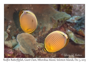 Redfin Butterflyfish