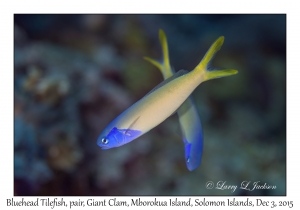 Bluehead Tilefish, pair