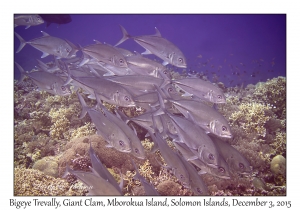 Bigeye Trevally