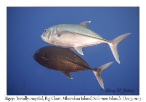 Bigeye Trevally