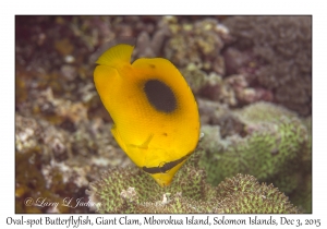 Oval-spot Butterflyfish