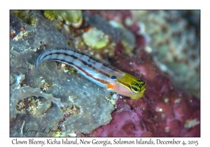 Clown Blenny