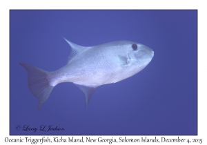 Oceanic Triggerfish