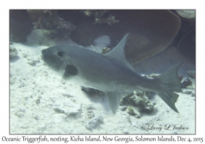 Oceanic Triggerfish