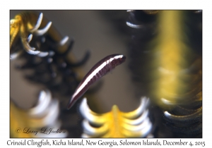 Crinoid Clingfish