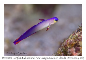 Decorated Firefish