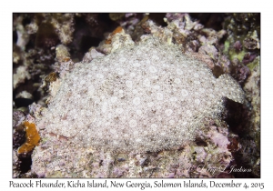 Peacock Flounder