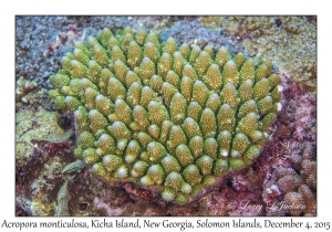 Acropora monticulosa