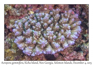 Acropora gemmifera