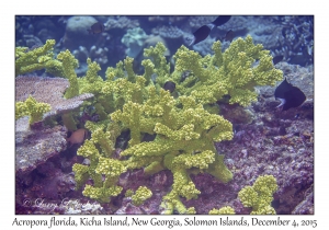 Acropora florida