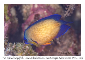 Two-spinned Angelfish