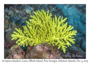 Acropora desalwii