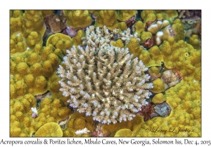 Acropora cerealis & Porites lichen