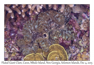 Fluted Giant Clam