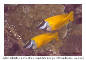 Foxface Rabbitfish