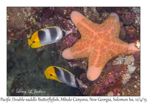 Pacific Double-saddle Butterflyfish