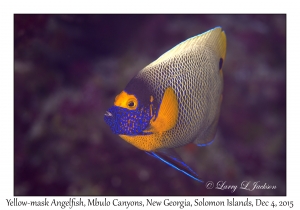 Yellow-mask Angelfish