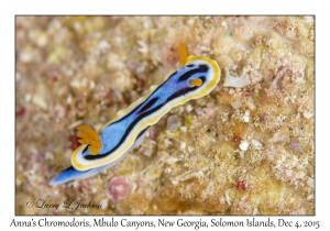 Anna's Chromodoris