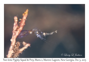 Two-tone Pygmy Squid