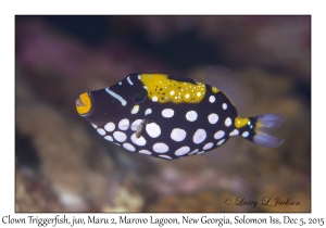 Clown Triggerfish