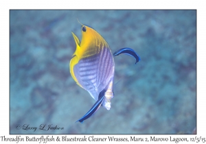 Threadfin Butterflyfish & Bluestreak Cleaner Wrasses