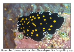 Flatworm