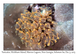 Tunicates