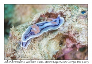 Loch's Chromodoris