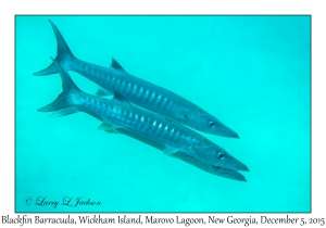 Blackfin Barracuda