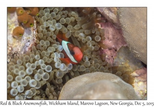 Red & Black Anemonefish