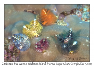 Christmas Tree Worms