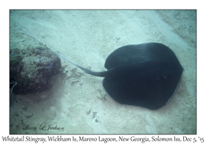 Whitetail Stingray