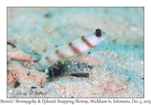 Steinitz' Shrimpgoby & Djibouti Snapping Shrimp