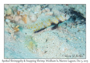 Spotted Sgrimpgoby & Snapping Shrimp