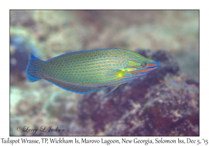 Tailspot Wrasse