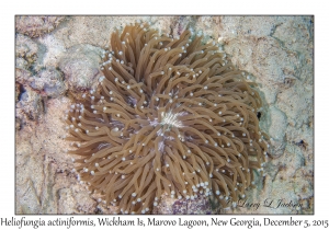 Long-tentacled Plate Coral