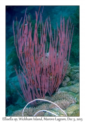 Sea Fan