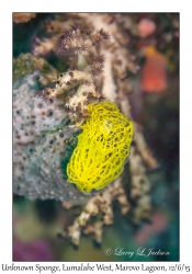 Unknown Calcareous Sponge
