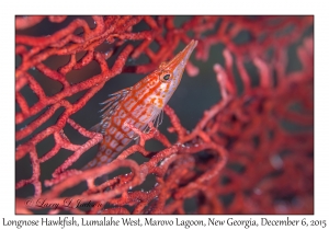 Longnose Hawkfish