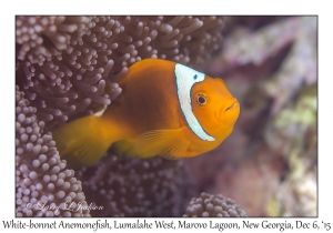 White-bonnet Anemonefish