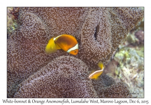 White-bonnet & Orange Anemonefish