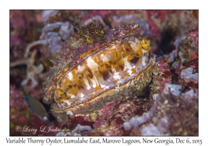 Variable Thorny Oyster