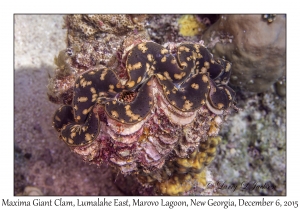 Maxima Giant Clam