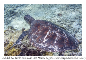 Hawksbill Sea Turtle