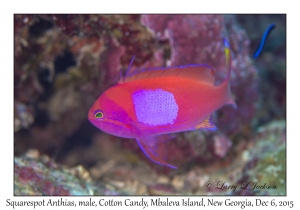 Squarespot Anthias