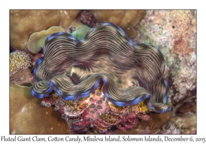 Fluted Giant Clam