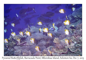 Pyramid Butterflyfish