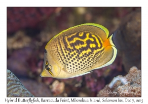 Hybrid Butterflyfish