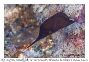 Big Longnose Butterflyfish