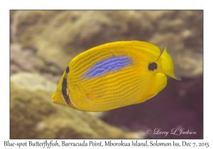 Blue-spot Butterflyfish